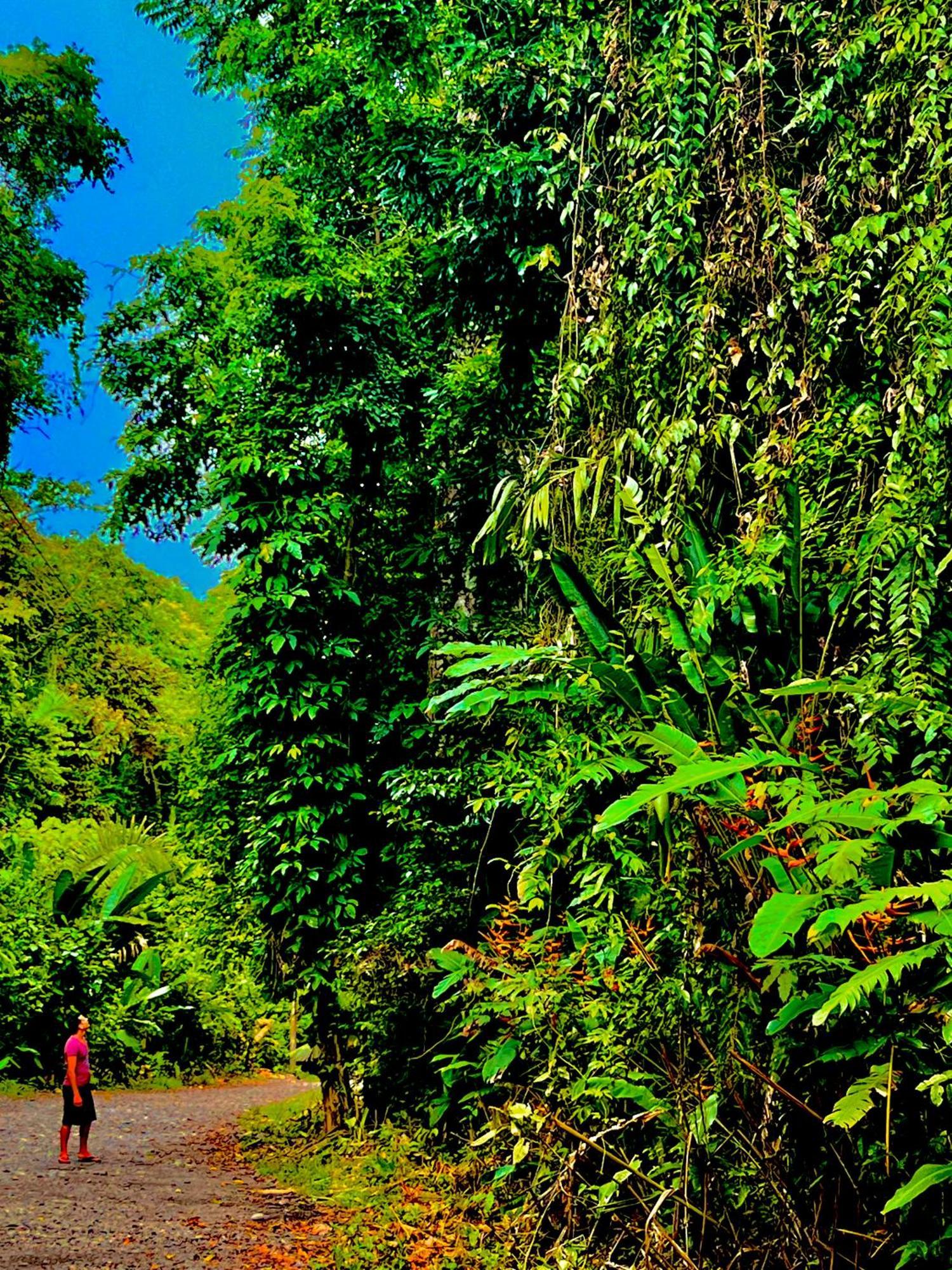 Beachfront Paradise Manuel Antonio Exteriör bild